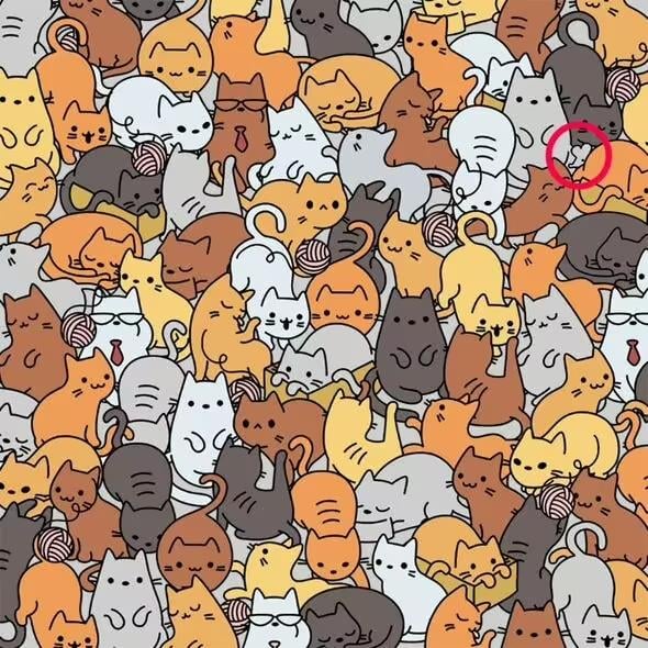 Решење / Еверипав Пет Инсуранце