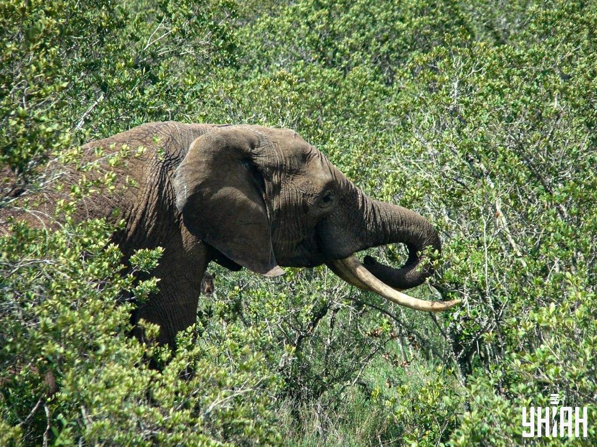 Пронађите дивљу свињу за само 10 секунди / колаж са фотографијама УНИАН