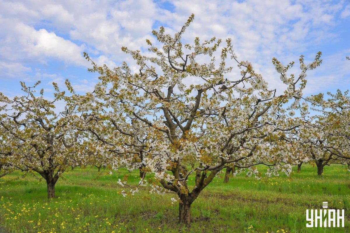 Пронађите голуба на време на слагалици / колажу са фотографијама УНИАН