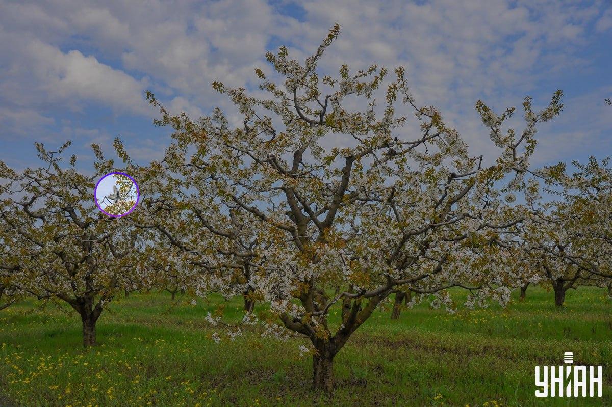 Птица се налазила близу десне стране слике/колажа са фотографијом УНИАН