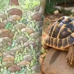 Чак ни генији неће пронаћи одговор на загонетку: морате пронаћи