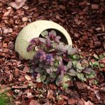 Колико дуго биљке могу да живе и да ли су