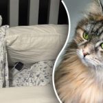 Мачку ће видети само људи са одличним видом: загонетка се