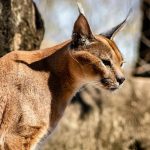 Рођени предатор: занимљиве чињенице о једној од највећих мачака на