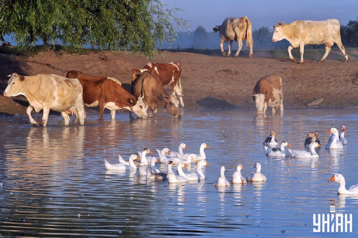 Пронађите пса за мање од 10 секунди / колаж са фотографијама УНИАН