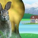 Загонетка за најпажљивије: морате пронаћи зеца на мистериозној слици